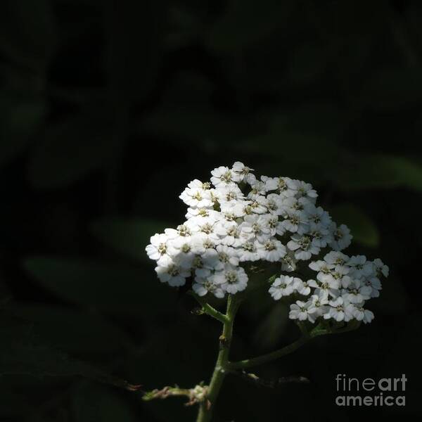 Flowers Art Print featuring the photograph White Summer Blooms by Anita Adams