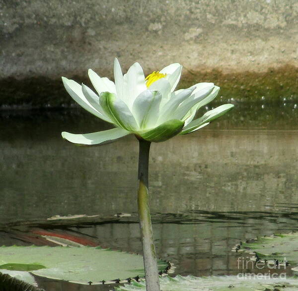 White Water Lilly Art Print featuring the photograph White Water Lily 2 by Randall Weidner