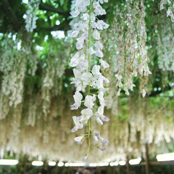 Wisteria Art Print featuring the photograph White Wisteria
#japan #tochigi by Nori Strong