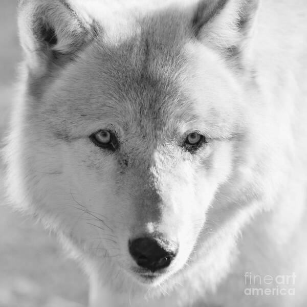Wolf Art Print featuring the photograph White Wolf by Ana V Ramirez