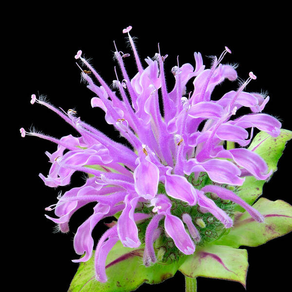 Monarda Fistulosa Art Print featuring the photograph Wild Bergamot also known as Bee Balm by Jim Hughes