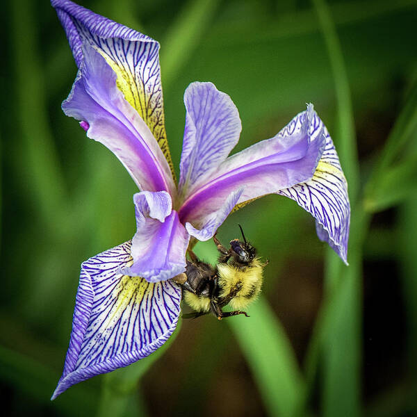 Wild Iris Art Print featuring the photograph Wild Iris With Bee by Paul Freidlund