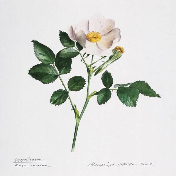 Dog Rose Art Print featuring the painting Wild Rose by Attila Meszlenyi