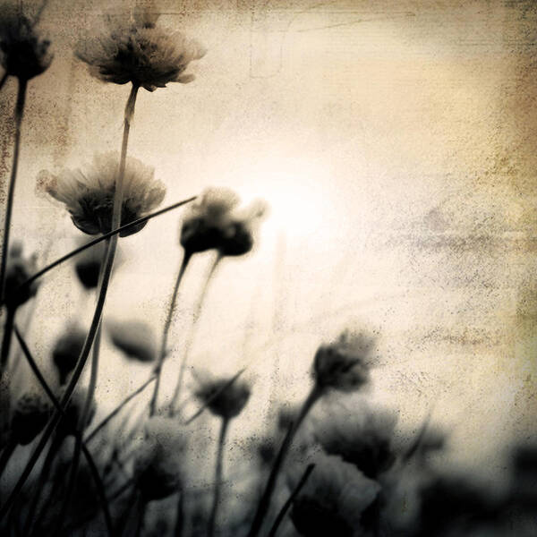 Flower Art Print featuring the photograph Wild Things - Number 3 by Dorit Fuhg