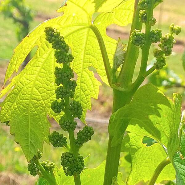 Waitingforharvest Art Print featuring the photograph #wine On The #vine 😊 #vineyard by Shari Warren