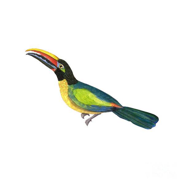 Toucan Art Print featuring the painting Winged Jewels 2, Watercolor Toucan Rainforest Birds by Audrey Jeanne Roberts