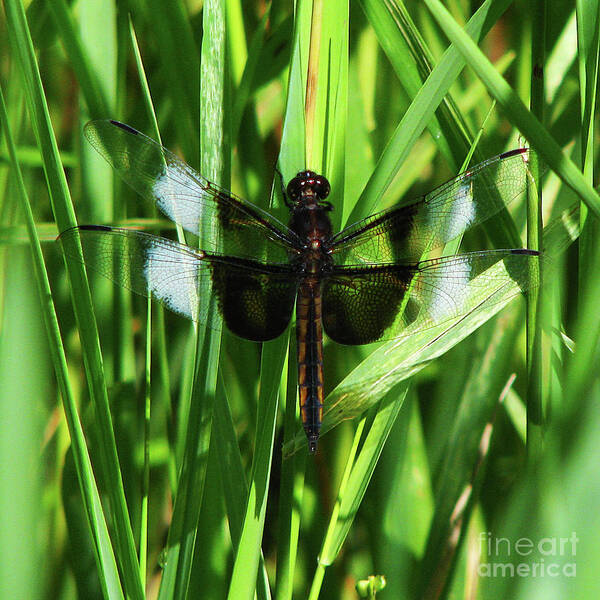 Dragonfly Art Print featuring the photograph Wings of Note by Deborah Johnson