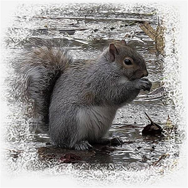 Foraging Gray Squirrel Art Print featuring the photograph Winter Foraging by I'ina Van Lawick