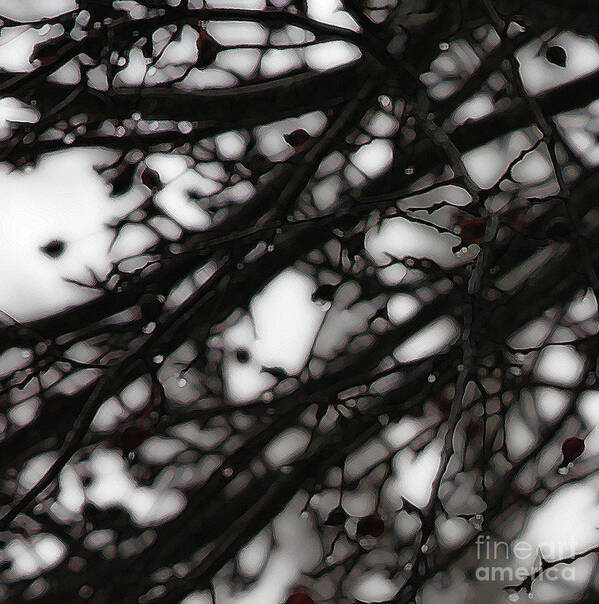 Branches Art Print featuring the photograph Winter Rain - 2 by Linda Shafer