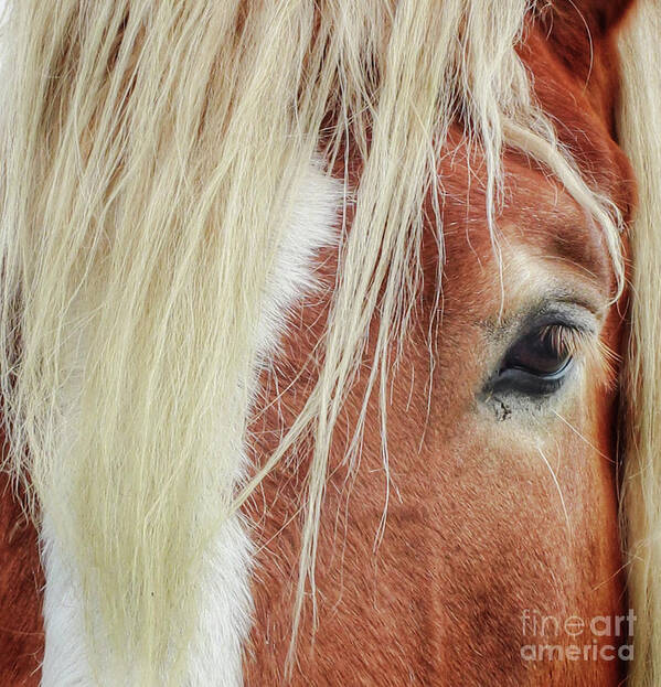 Horse Art Print featuring the photograph Wise One  White Mane by Toma Caul