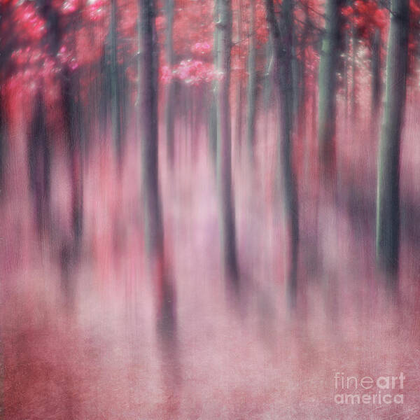 Trees Art Print featuring the photograph Woodland Sanctuary by Priska Wettstein
