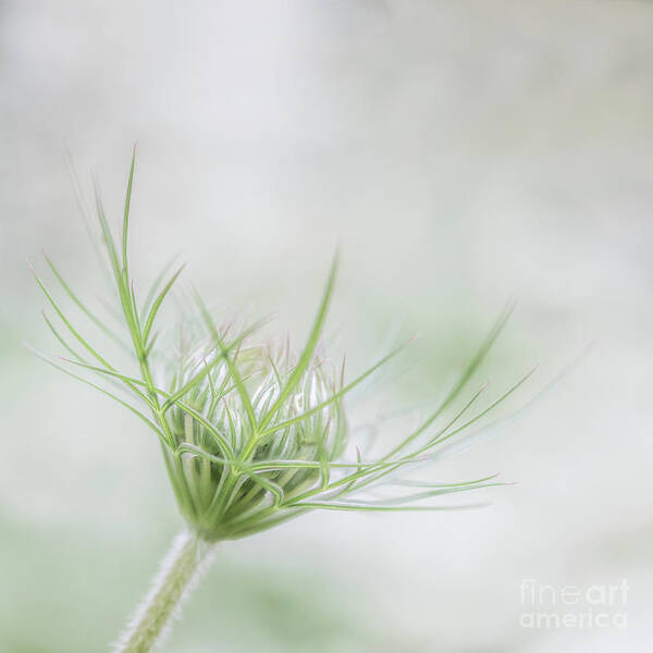 Daucus Carota Art Print featuring the photograph Queen Annes Lace or Wild Carrot by Janet Burdon