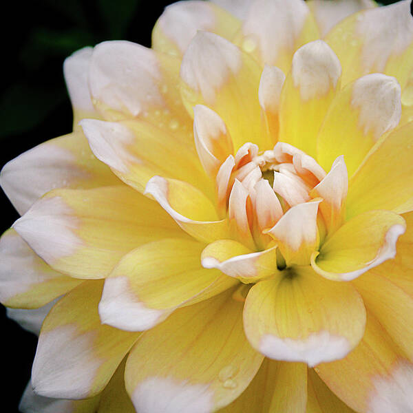 Dahlia Art Print featuring the photograph Yellow Dahlia White Tipped by Julie Palencia