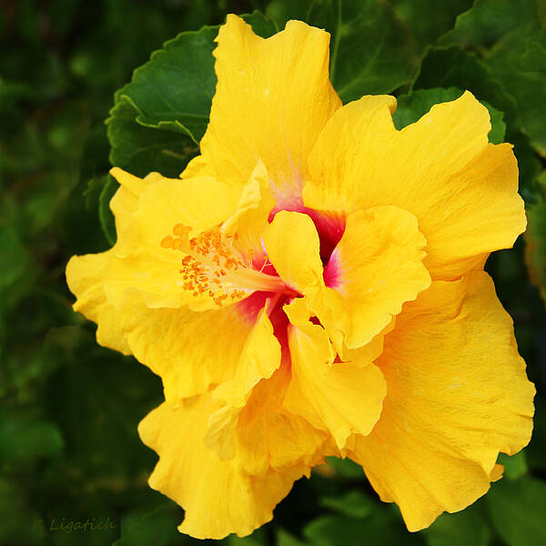 Hibiscus Art Print featuring the photograph Yellow Double Hibiscus by Kerri Ligatich