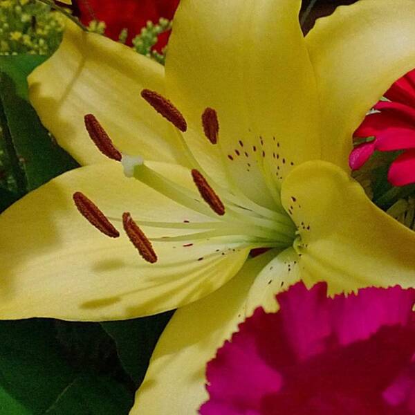 Plants Art Print featuring the photograph #yellow #lily Detail. Love The Pollen by Shari Warren