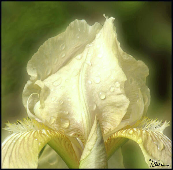 Iris Art Print featuring the photograph Yellow Queen by Peggy Dietz