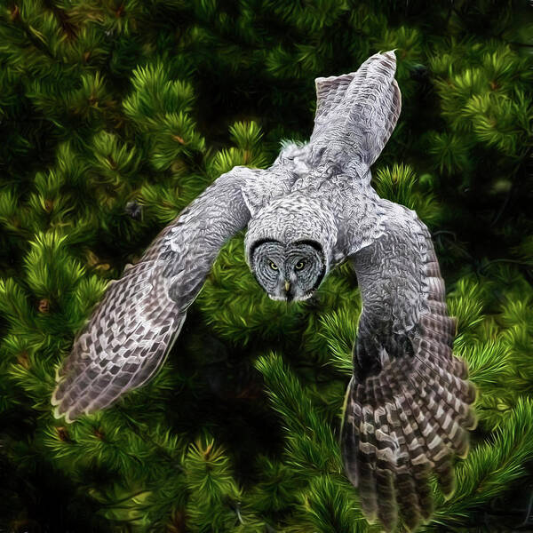Yellowstone Great Grey Owl Art Print featuring the photograph Yellowstone Great Grey Owl by Wes and Dotty Weber