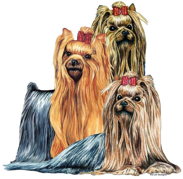 Yorkshire Terrier Art Print featuring the drawing Yorkshire Terriers by Kathleen Sepulveda