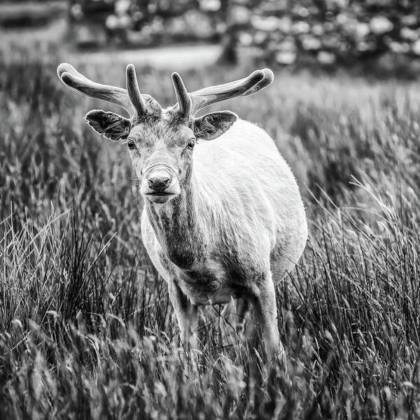 Deer Art Print featuring the photograph You Looking At Me? by Nick Bywater