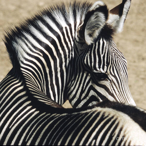 Zebra Art Print featuring the photograph Zebra Twisting by Paulette Sinclair