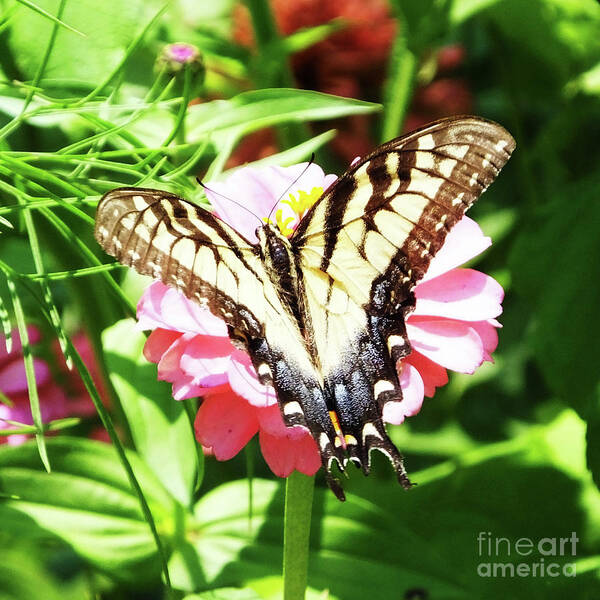 Butterfly Art Print featuring the photograph Zinnia 80 Tiger Swallowtail by Lizi Beard-Ward