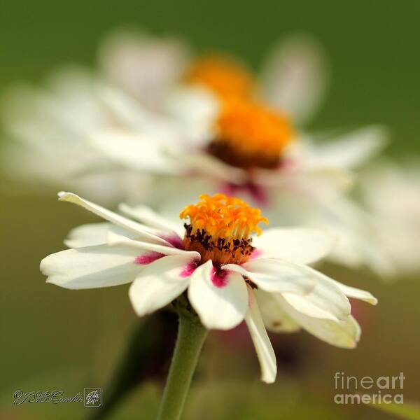 Mccombie Art Print featuring the photograph Zinnia named Zahara Starlight Rose by J McCombie