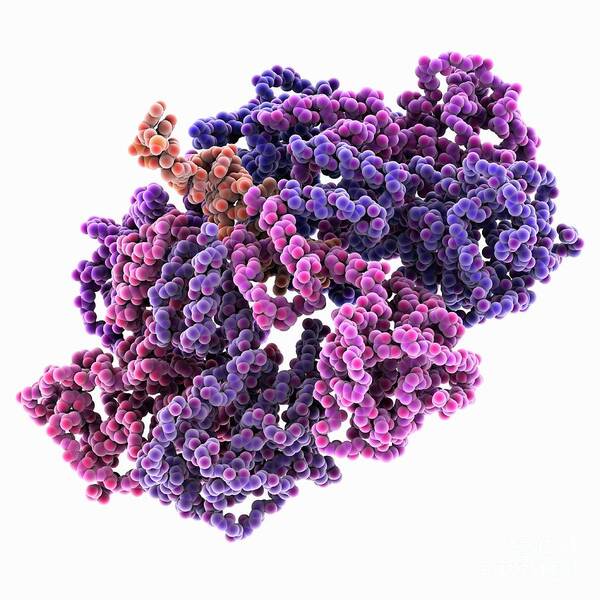 Aav Art Print featuring the photograph Adeno-associated Virus 2 Dna Complex #1 by Laguna Design/science Photo Library
