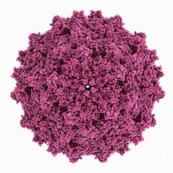 Aav Art Print featuring the photograph Adeno-associated Virus Serotype 5 #1 by Laguna Design/science Photo Library