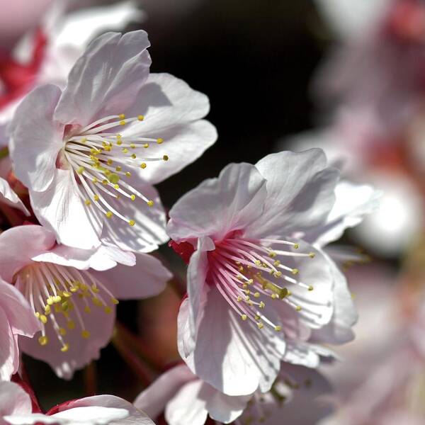 Petal Art Print featuring the photograph Cherry Blossoms #1 by I Love Photo And Apple.