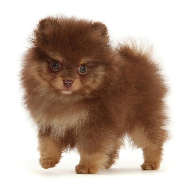 Adorable Art Print featuring the photograph Chocolate-and-cream Pomeranian Puppy #1 by Mark Taylor