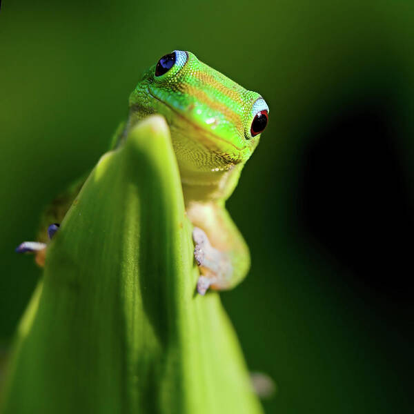 Shadow Art Print featuring the photograph Green Gecko #1 by Pete Orelup
