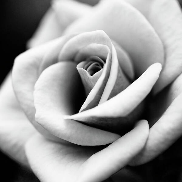 Black Color Art Print featuring the photograph Macro Rose Flower #1 by Letty17