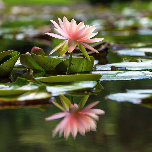 Estock Art Print featuring the digital art Water Lily #1 by Laura Diez