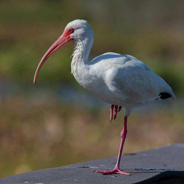 White Ibis Art Print featuring the photograph White Ibis #1 by Ken Stampfer