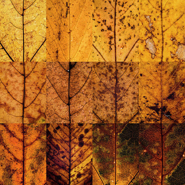 Swatch Art Print featuring the photograph Swatches - Autumn Leaves inspired by Gerhard Richter #13 by Shankar Adiseshan