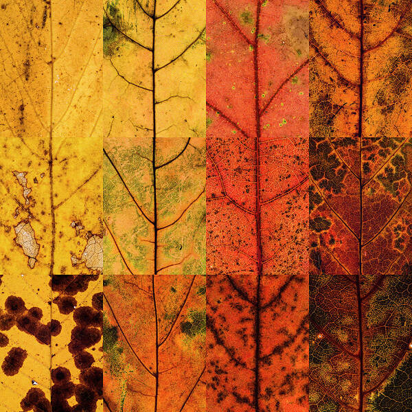 Swatch Art Print featuring the photograph Swatches - Autumn Leaves inspired by Gerhard Richter #15 by Shankar Adiseshan