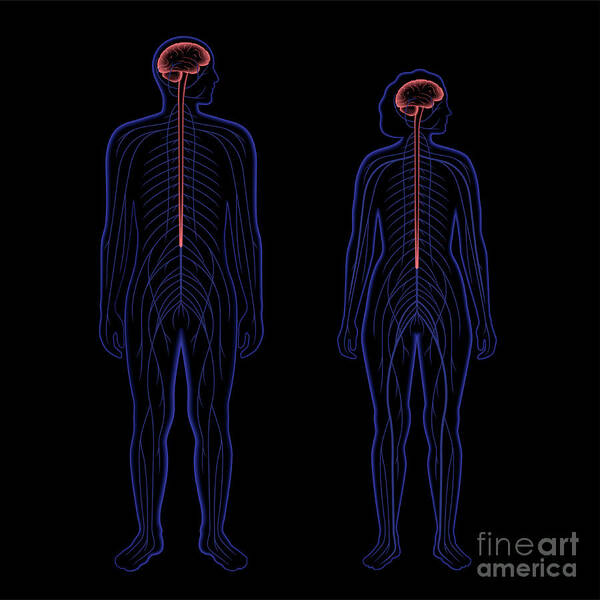 Central Art Print featuring the photograph Central Nervous System #2 by Pikovit / Science Photo Library