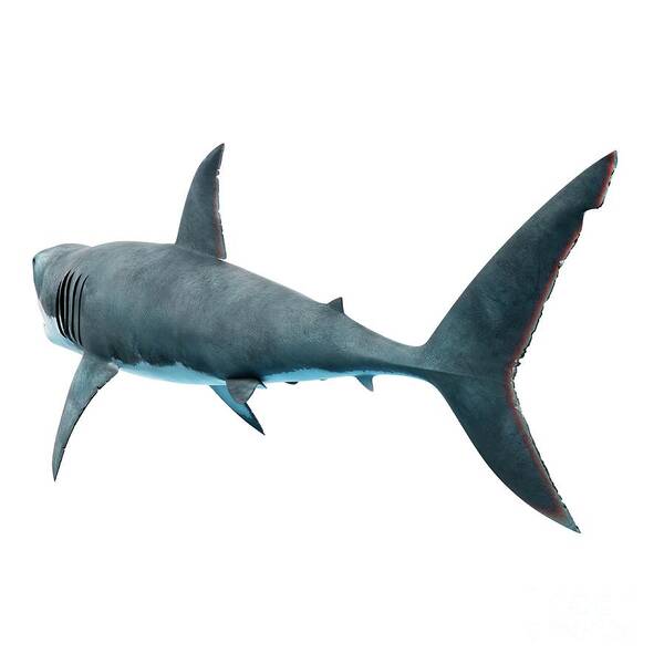 Fish Art Print featuring the photograph Great White Shark #22 by Sebastian Kaulitzki/science Photo Library