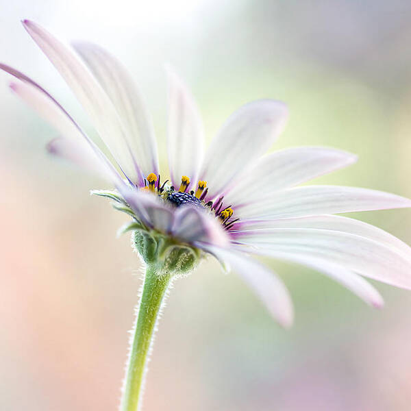 Osteospermum Art Print featuring the photograph Cape Daisy #3 by Mandy Disher