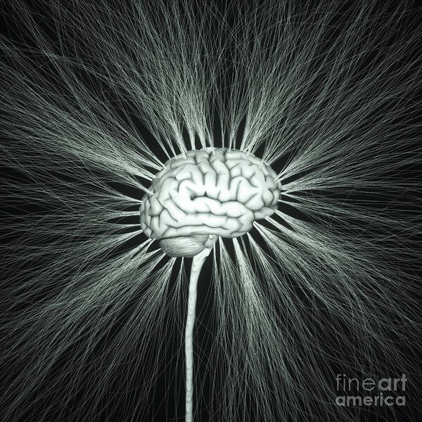 Anatomy Art Print featuring the photograph Human Nervous System by Ktsdesign/sciencephotolibrary