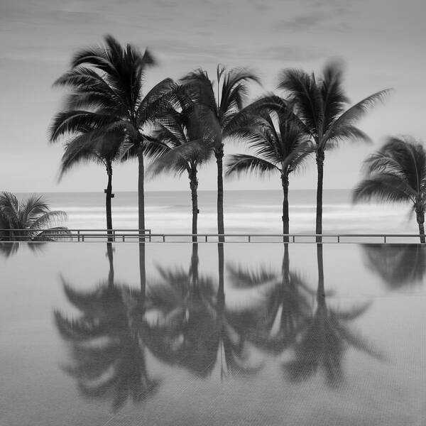 6 Palms Art Print featuring the photograph 6 Palmeras by Moises Levy