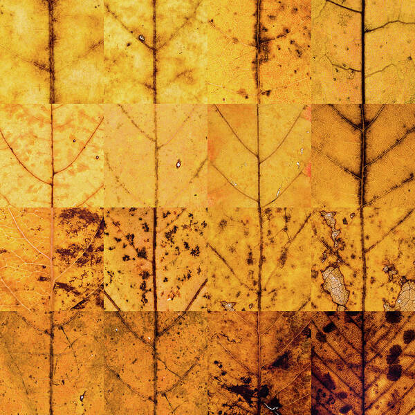 Swatch Art Print featuring the photograph Swatches - Autumn Leaves inspired by Gerhard Richter #7 by Shankar Adiseshan