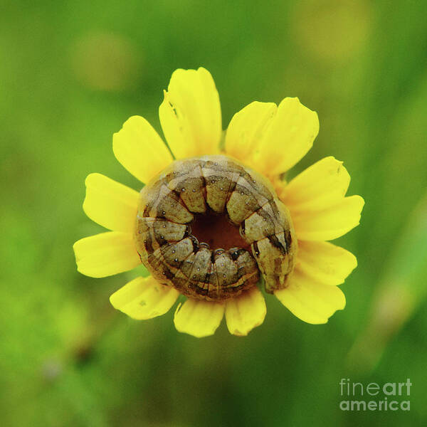 A Caterpillar Art Print featuring the photograph A caterpillar will sleep on a flower by Benny Woodoo