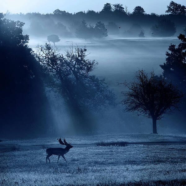Animal Themes Art Print featuring the photograph A Fallow Buck In The Moonlight by Markbridger
