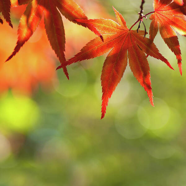 Outdoors Art Print featuring the photograph Acer Palmatum - Japanese Maple by Martin Wahlborg