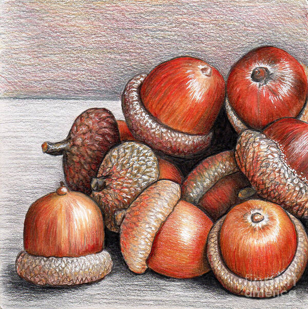 Acorn Art Print featuring the drawing Acorns by Nancy Mueller