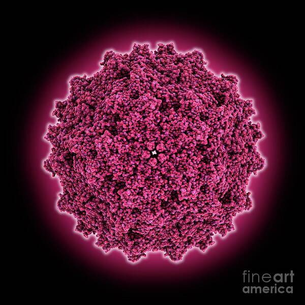 Aav Art Print featuring the photograph Adeno-associated Virus Serotype 5 by Laguna Design/science Photo Library