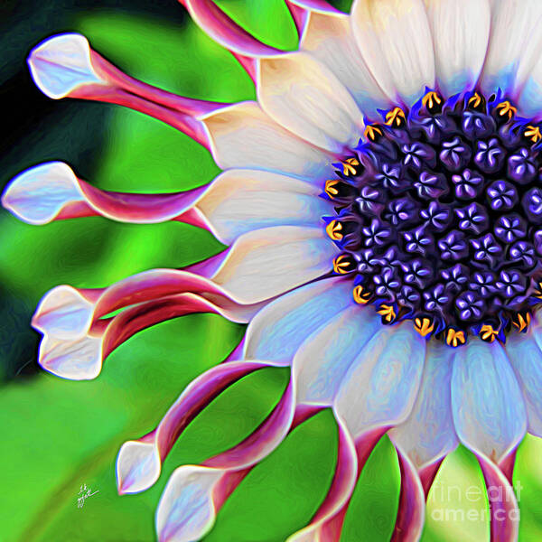 Elegant Art Print featuring the mixed media African Daisy by TK Goforth