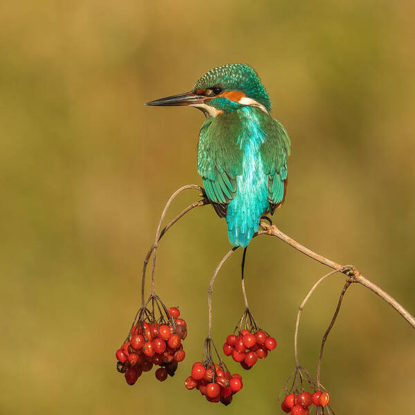 Kingfisher Art Print featuring the photograph An Unusual Place by Annie Keizer