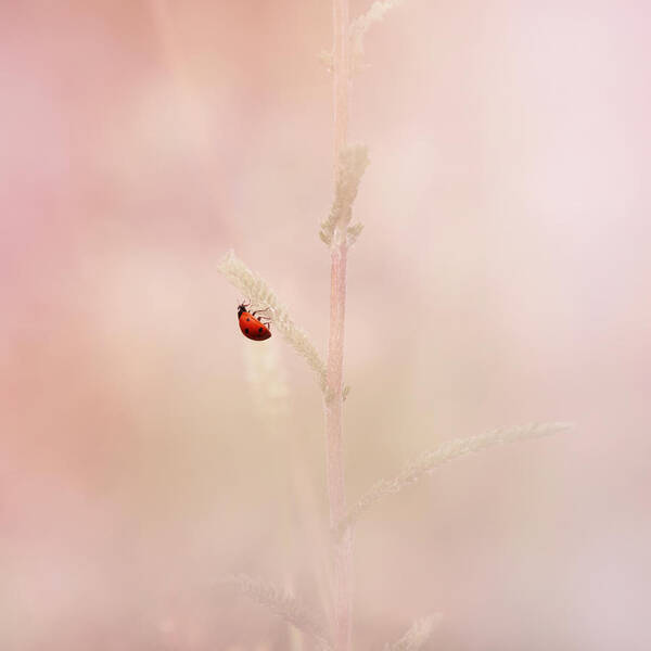 Ladybird Art Print featuring the photograph Around The Meadow 9 by Jaroslav Buna